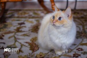protect your rug from Pet Hair and Pet Odor|Pet Hair