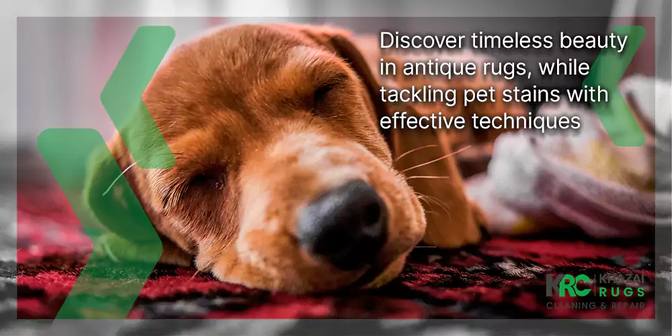 Antique Rug Pet Stain Removal Techniques