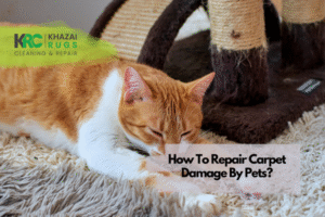 How To Repair Carpet Damage By Pets?|Pets can be the most loving creatures in our lives. They love to be with us