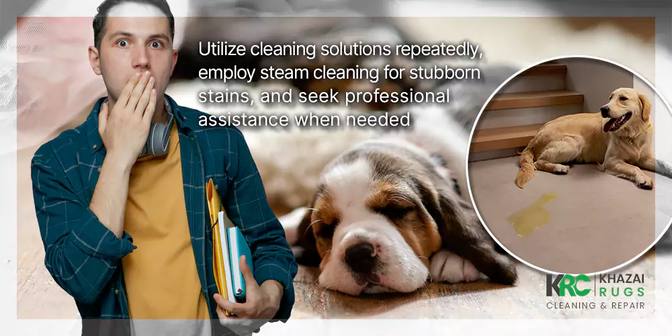 Effective Methods for Wool Rug Pet Stain Removal