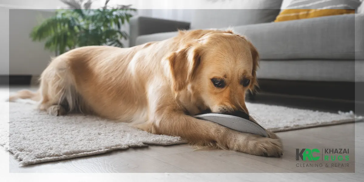 Rug Repair - When You Have a Rug Chewed by a Dog, Rug Chewed by a Dog