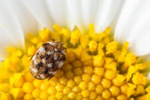 carpet beetle rug damage