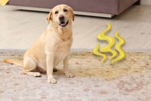wool rug smell like dog urine